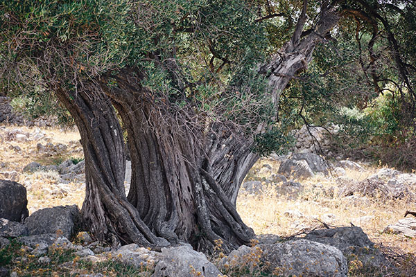 Der zerklüftete, breite Stamm des Olivenbaums, umgeben von Felsen und trockenen Gräsern, es ist auch ein Teil der grünen Krone zu sehen