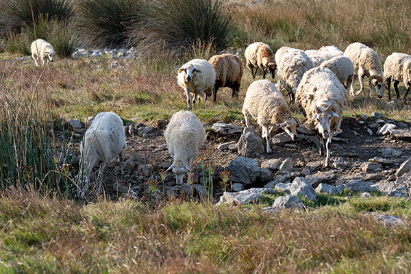 ca. 10 Schafe (weiße und braune) auf einer Weide mit felsigem Wasserloch; zwei Schafe trinken aus dem Wasserloch, die anderen gehen gerade hin oder weg oder vorbei